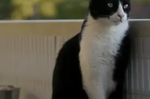 Chat perdu à Marseille : Socky recherché - photo