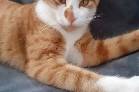 Chat perdu, Châteauneuf-sur-Charente, photo: Tigrou, chat roux perdu à Châteauneuf