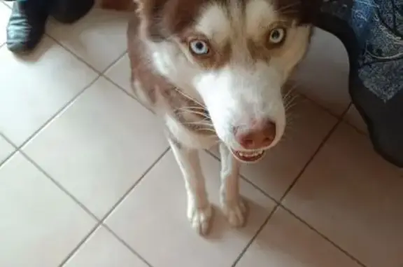 Animaux trouvés Chalon-sur-Saône, photo: Husky mâle trouvé sans collier à Chalon