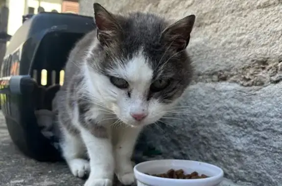 Chat gris et blanc trouvé à Lons-le-Saunier - photo