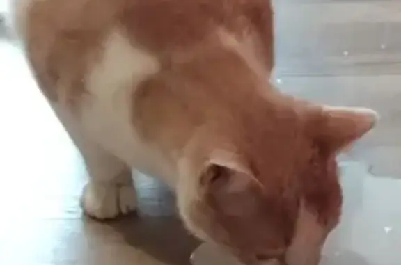 Chat roux et blanc perdu à Maurs - photo