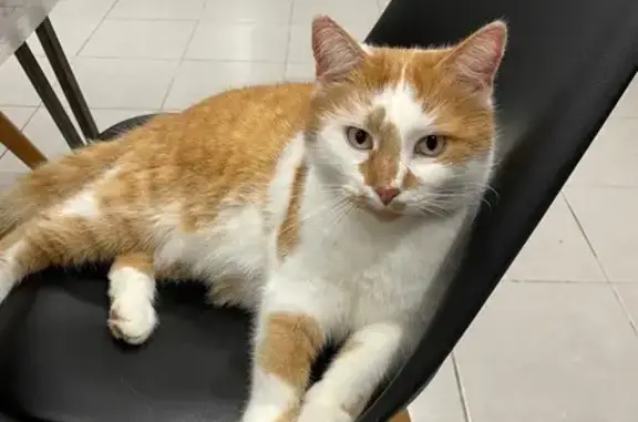Animaux perdus , photo: Chat européen dodu perdu à Verquigneul