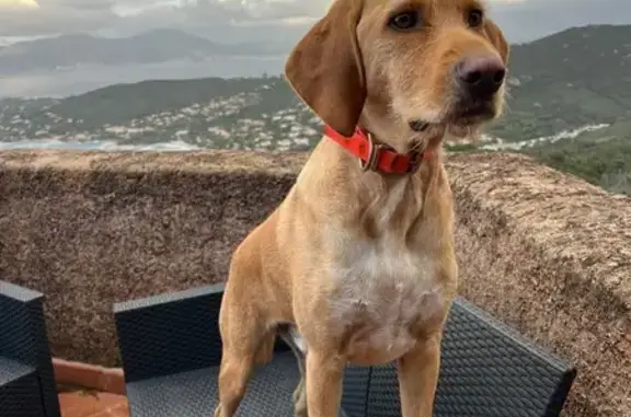 Chien perdu Pietrosella, photo : Chien Ariégeois beige perdu à Pietrosella