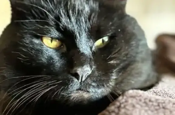 Chat perdu, , photo: Chat noir disparu à Savigné l'Évêque