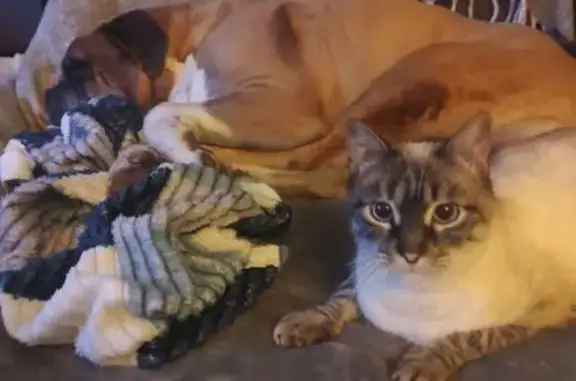 Chat blanc et gris disparu à Druelle - photo