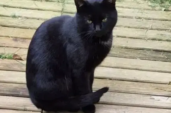 Chat trouvé à Saint-Aubin, méfiant - photo