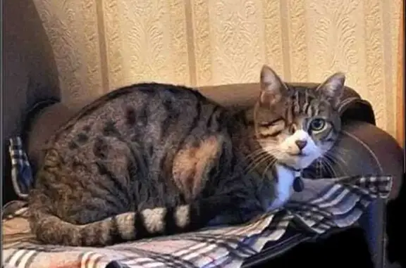 Chat perdu, Milhaud, photo: Chatte tigrée 11 ans perdue à Milhaud