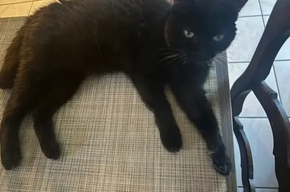 Animaux perdus Perpignan, photo: Chatte noire 17 ans perdue Rue des Grives