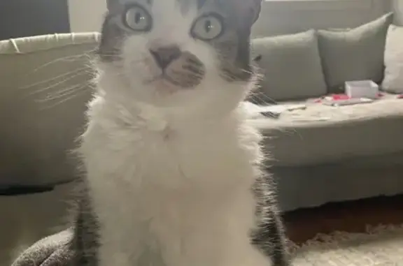 Chatte perdue, petite, Dax, Av. République - photo