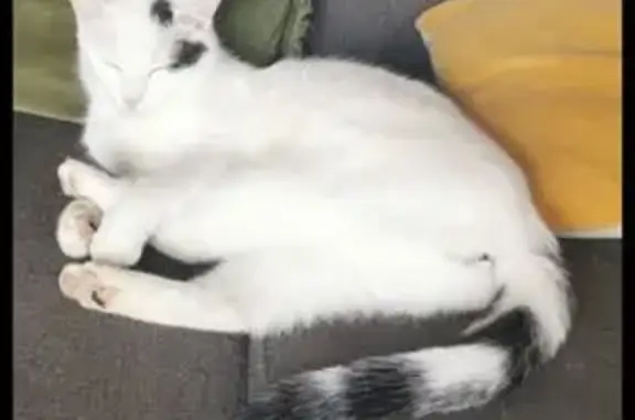 Chatte blanche perdue, Limésy, tâches noires - photo