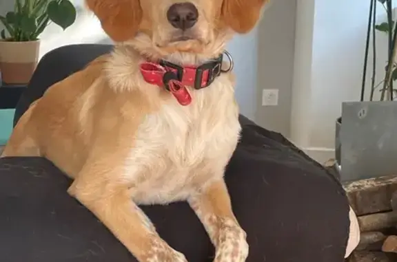 Chien perdu : Épagneul croisé Labrador - photo