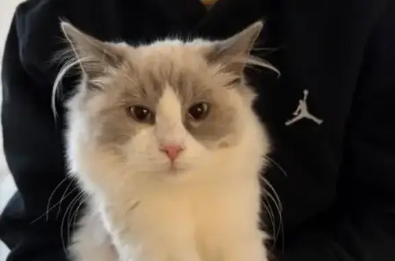 Chat perdu, Biarritz, photo: Chatte ragdoll blanche perdue à Biarritz