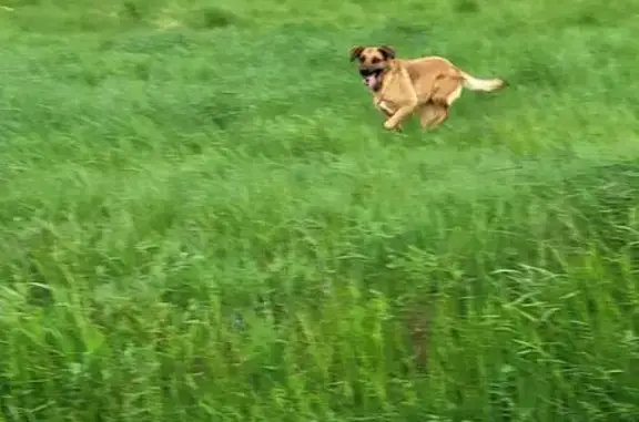 Chien trouvé Paulhac, photo: Deux chiens trouvés à Paulhac