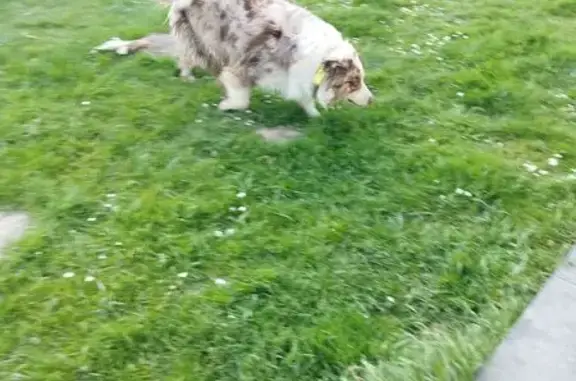Chien trouvé Amiens, photo: Chien trouvé à Loeuilly, rue d'Outreleau