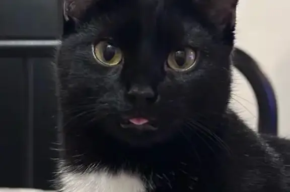 Chat perdu, , photo: Pito, chat noir avec tache blanche perdu