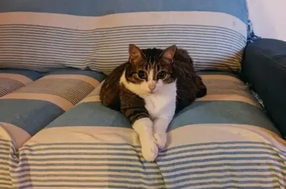 Chat perdu, Meylan, photo: Chat aveugle perdu à Meylan