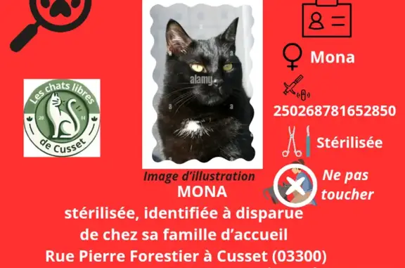 Chatte Mona perdue à Cusset - photo
