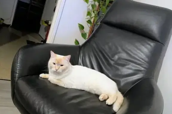 Chatte 2 ans perdue à Objat, rue Segurel - photo