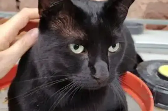 Animaux perdus , photo: Chat noir disparu, craintif, 8,2 kg