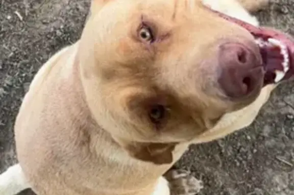 Lost Labrador: Orange Coat, No Collar