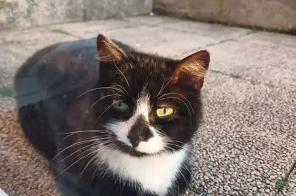 Animaux trouvés Landudec, photo: Chatte errante à identifier à Landudec