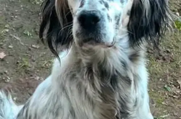 Chien perdu Saubrigues, photo : Setter anglais femelle perdue à Saubrigues