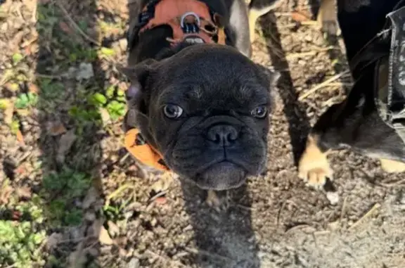 Chien volé à Villemoustaussou - photo