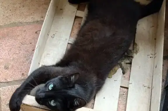 Aidez à retrouver Tiboo, chat disparu ! - photo