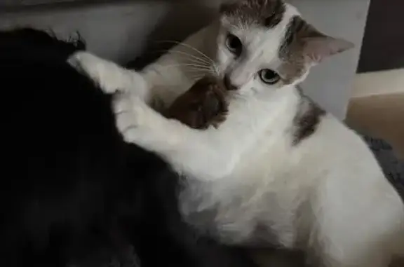 Chat perdu, Guingamp, photo: Chat blanc tacheté perdu à Guingamp