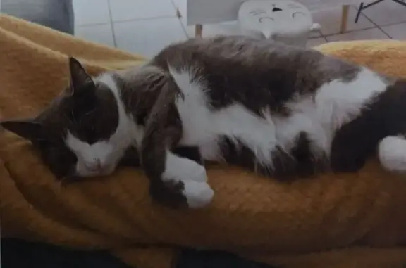 Chat perdu, Marans, photo: Chatte 8 ans perdue, Marans, tatouée oreille