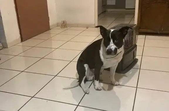 Chien perdu à Nîmes : Aidez-nous à le retrouver - photo