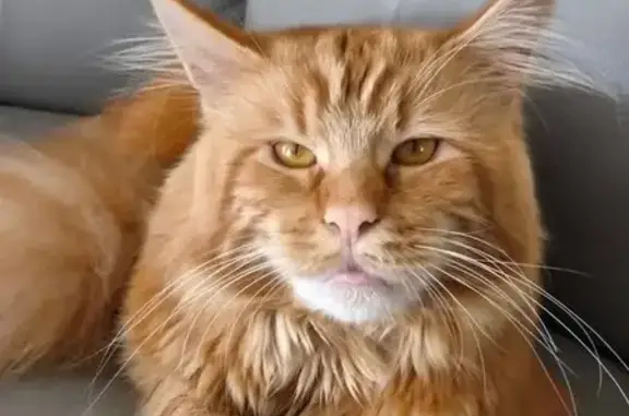 Animaux perdus , photo: Chat roux perdu à Avermes