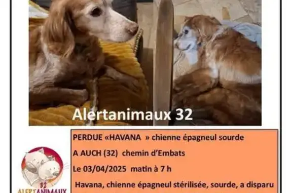 Chienne épagneul sourde perdue à Auch - photo