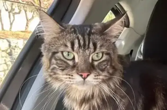 Chat tigré disparu à Velaux - photo