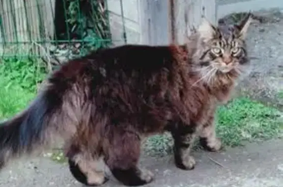 Animaux perdus Villenave-d'Ornon, photo: Maine Coon perdu à Villenave-d'Ornon