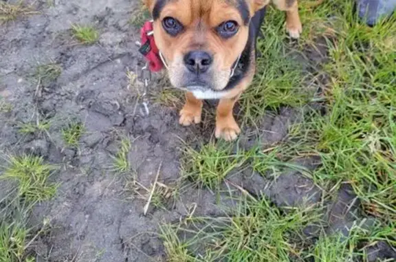 Petit chien noir-marron trouvé à Pauillac - photo