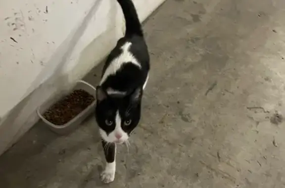 Chat trouvé Montmorency, photo: Chatte errante trouvée à Montmorency