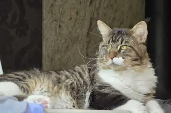 Animaux perdus Vannes, photo: Chat maine-coon perdu à Vannes, rue Arradon