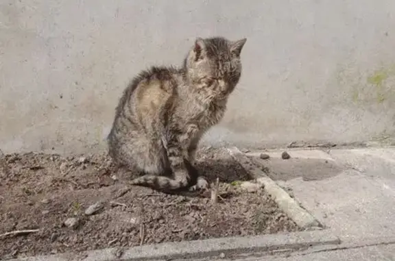 Chat européen tigré trouvé à Pont-d'Ouilly - photo