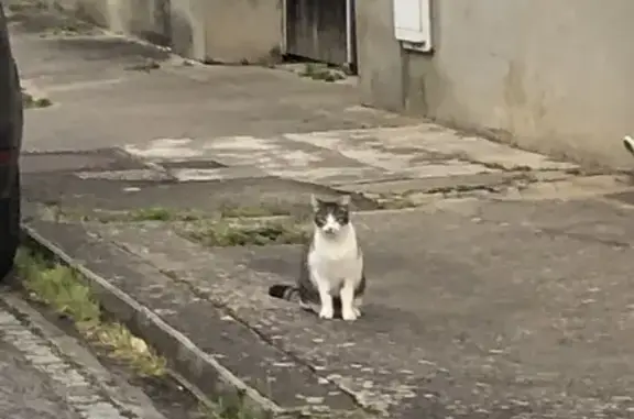 Chat sociable trouvé rue Gambetta - photo