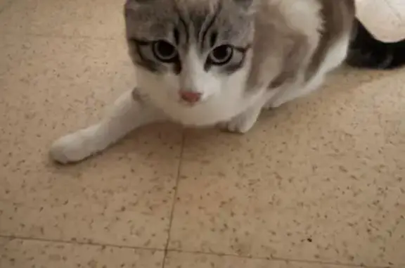 Chaton femelle blessée trouvée à Lons-le-Saunier - photo