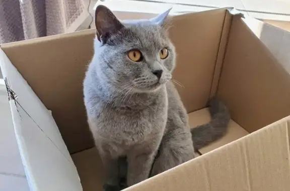 Animaux perdus Montferrier-sur-Lez, photo: Chat gris Youpi perdu à Montferrier