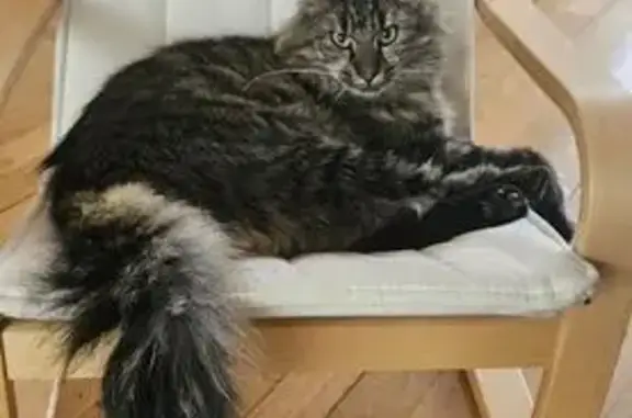 Chat perdu, Reims, photo: Chat tigré 2 ans disparu à Reims
