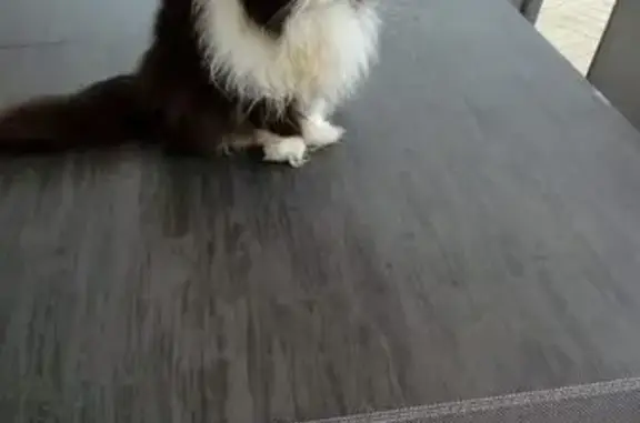 Animaux perdus Le Pin-en-Mauges, photo: Chat noir et blanc perdu au Pin