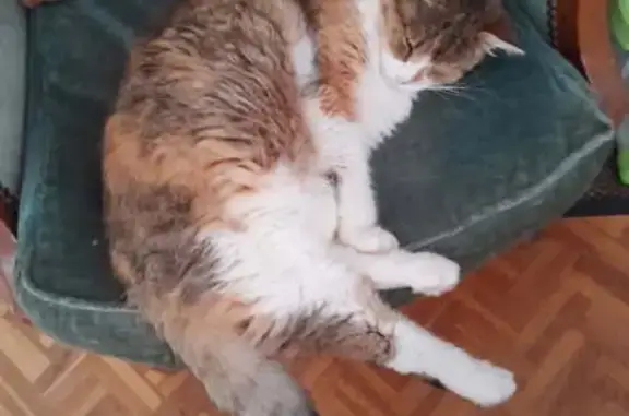 Animaux perdus Bretteville-sur-Odon, photo: Chatte tricolore perdue, Bretteville-sur-Odon