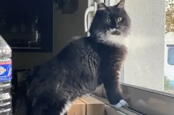 Animaux perdus Angers, photo: Chat perdu à Angers, Rue de Villesicard