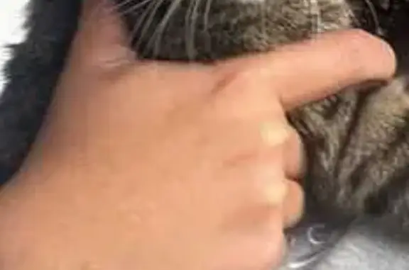 Chat européen tigré perdu à La Chapelle - photo
