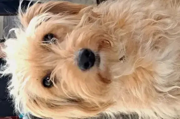 Chienne croisée perdue à Lanvallay - photo