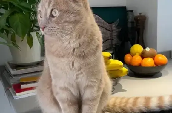 Chat perdu, Biarritz, photo: Chat roux disparu à Biarritz, Côte Basques