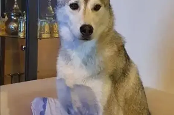 Husky mâle perdu à Bayonne - photo